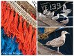 Fotokaart Collage visnet en meeuwen (Mar07) - 1 - Thumbnail