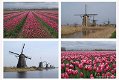 Fotokaart Collage tulpen en molens (Lente09) - 1 - Thumbnail