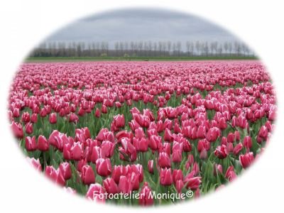 Fotokaart Roze tulpenveld in wit ovaal kader (Bloem07) - 1
