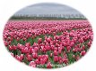 Fotokaart Roze tulpenveld in wit ovaal kader (Bloem07) - 1 - Thumbnail