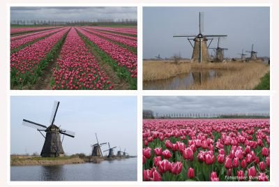 Fotokaart Collage tulpen en molens (Bloem06) - 1