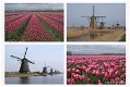 Fotokaart Collage tulpen en molens (Bloem06) - 1 - Thumbnail