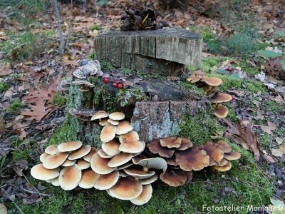 Fotokaart Diverse paddenstoelen op boomstam (Herfst06) - 1