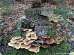 Fotokaart Diverse paddenstoelen op boomstam (Herfst06) - 1 - Thumbnail