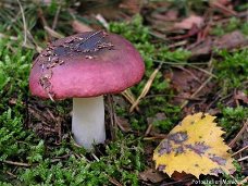 Fotokaart Paarse paddenstoel en geel blaadje (Herfst05)