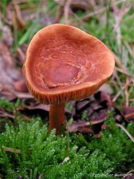 Fotokaart Bruine paddenstoel (Herfst07) - 1