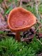 Fotokaart Bruine paddenstoel (Herfst07) - 1 - Thumbnail