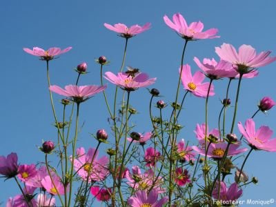 Fotokaart Cosmea (Bloem17) - 1