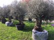 Olijfbomen Olea Europaea TE KOOP met prachtige dikke stammen - 1 - Thumbnail