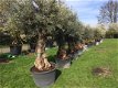 Olijfbomen Olea Europaea TE KOOP met prachtige dikke stammen - 3 - Thumbnail