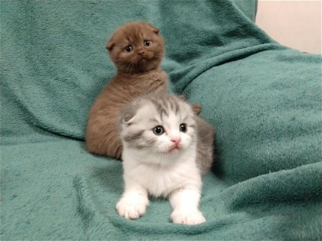 Scottish Fold-kittens - 2