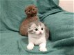 Scottish Fold-kittens - 2 - Thumbnail