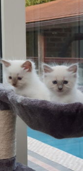 Mooie Ragdoll-kittens beschikbaar - 2