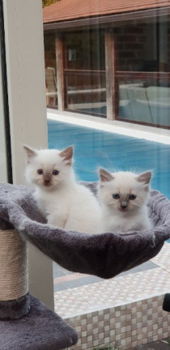 Mooie Ragdoll-kittens beschikbaar - 3