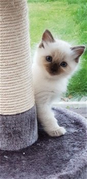 Mooie Ragdoll-kittens beschikbaar - 4
