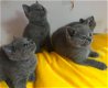 Britse korthaar kittens te koop - 3 - Thumbnail