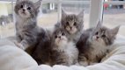 Mannelijke en vrouwelijke Maine coon kittens, - 1 - Thumbnail