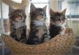 Mannelijke en vrouwelijke Maine coon kittens, - 2 - Thumbnail