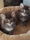 Mannelijke en vrouwelijke Maine coon kittens, - 3 - Thumbnail