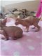 Sphynx-kittens te koop - 2 - Thumbnail