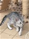 Prachtige Egyptische Mau-kittens - 2 - Thumbnail