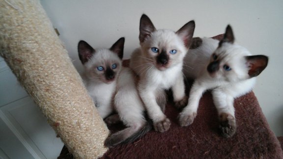 Siamese Kittens Te koop - 1