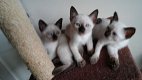 Siamese Kittens Te koop - 1 - Thumbnail