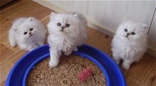 Prachtige Perzische kittens te koop