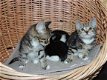 Siberische kittens te koop - 2 - Thumbnail