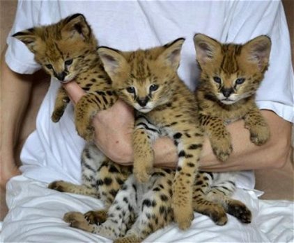 Schattige Savannah-kittens te koop - 1