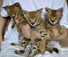 Schattige Savannah-kittens te koop - 1 - Thumbnail