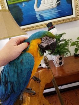 Blauwe en gouden ara papegaaien - 1