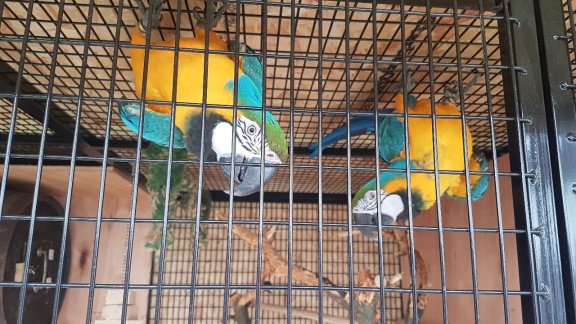 Blauwe en gouden ara papegaaien - 2