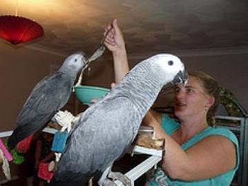Afrikaanse grijze papegaaien fokken - 1