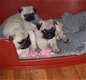 Verbluffende Pug Puppies te koop - 1 - Thumbnail
