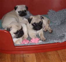 Verbluffende Pug Puppies te koop