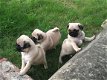 Verbluffende Pug Puppies te koop - 2 - Thumbnail
