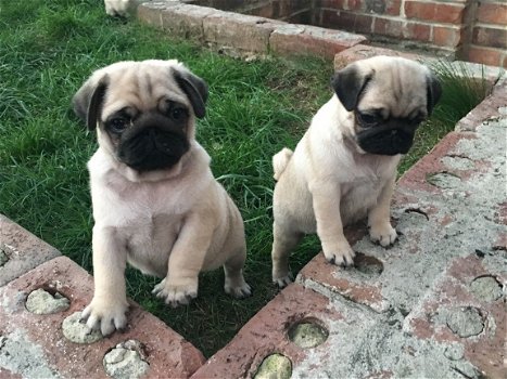 Verbluffende Pug Puppies te koop - 3