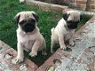 Verbluffende Pug Puppies te koop - 3 - Thumbnail