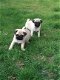 Verbluffende Pug Puppies te koop - 4 - Thumbnail