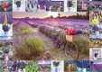 Schmidt - The Scent of Lavender - 1000 Stukjes Nieuw - 1 - Thumbnail