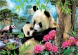 Educa - Morning Panda - 1000 Stukjes Nieuw - 1 - Thumbnail