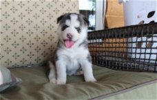 Aanbiddelijke Siberische Husky Puppies