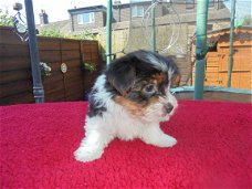 Verjaardag Yorkshire Terrier Puppies beschikbaar