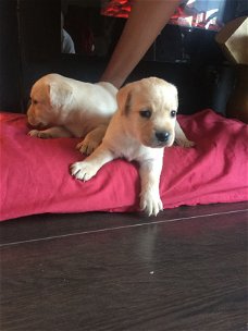 Great Labradore Puppies beschikbaar