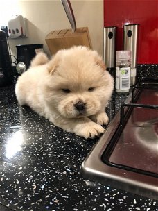 Gezonde Chow Chow Puppies beschikbaar