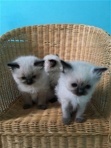 Mooie Ragdoll Kittens
