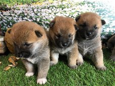 Japanese Shiba Inu Pups