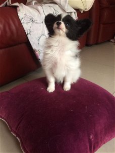 Papillon Pups