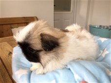 Pekingese Pups